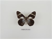 藏品(外國蝴蝶)的圖片